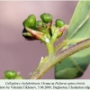 callophrys chalybeitincta ovum chonkatau1